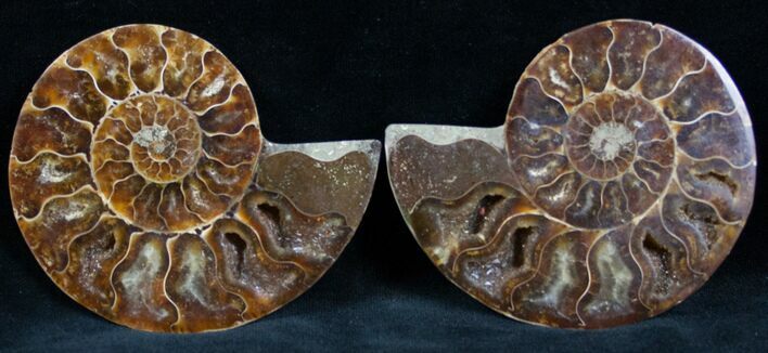 Cut and Polished Ammonite Pair #7329